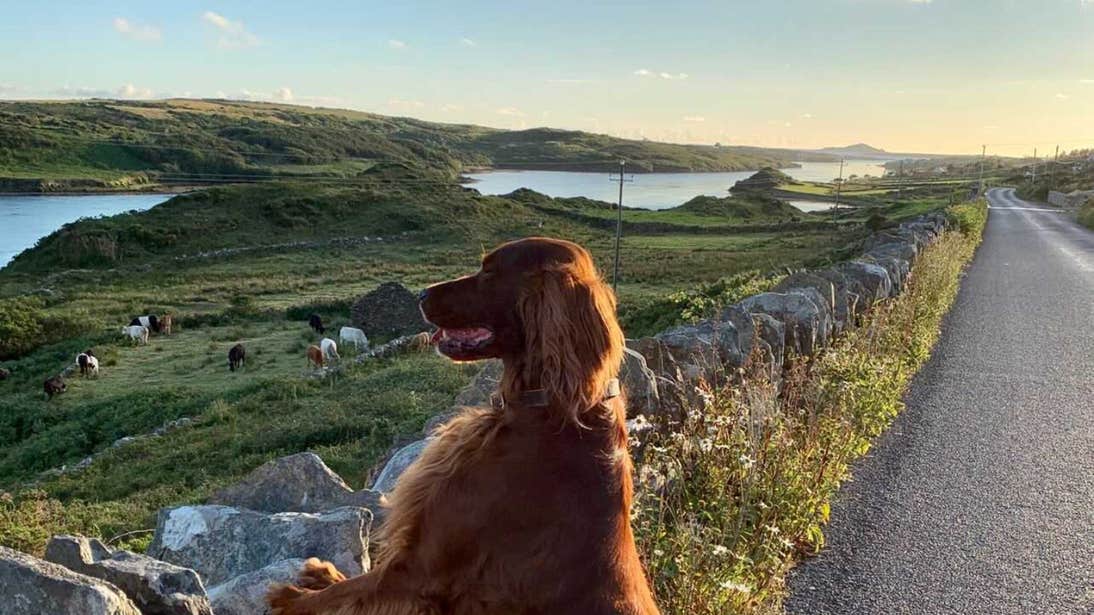 travel to ireland from uk with dog