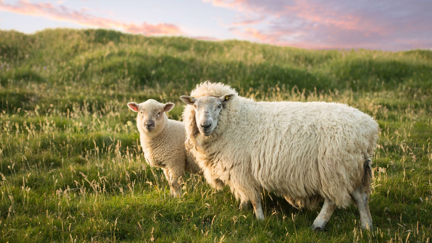 Sheep in Kenmare, Kerry at sunset.