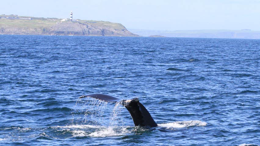 Atlantic Whale & Wildlife Tours