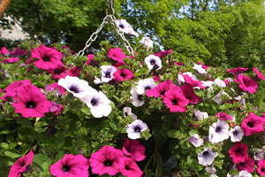 O'Driscoll Garden Centre