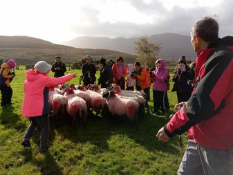 A tour group standing in a field with sheep during a sheep dog demonstration
