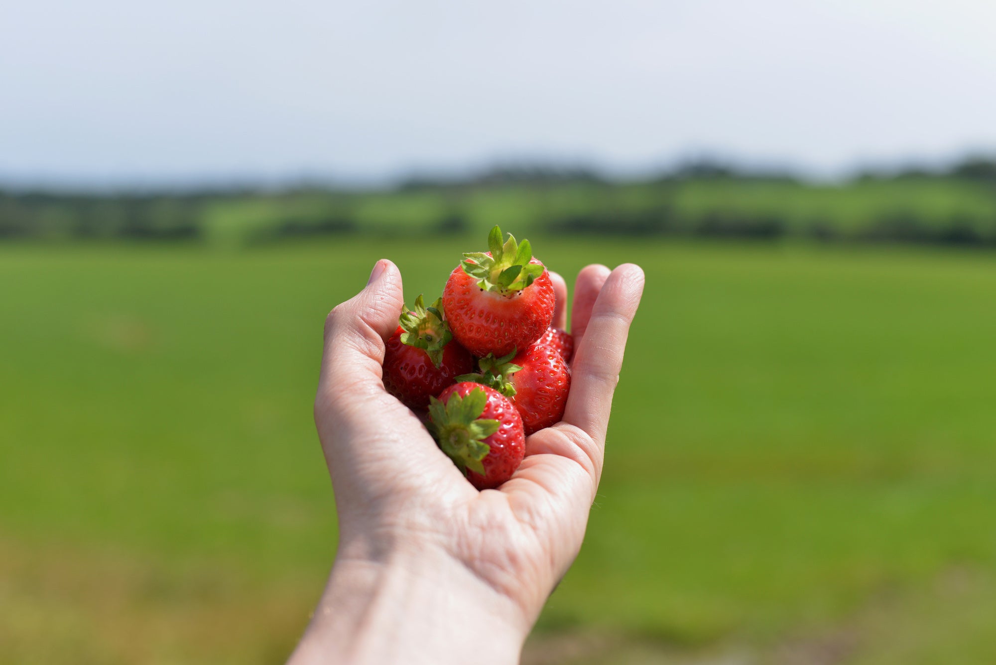 A hand holding a few strawberries.