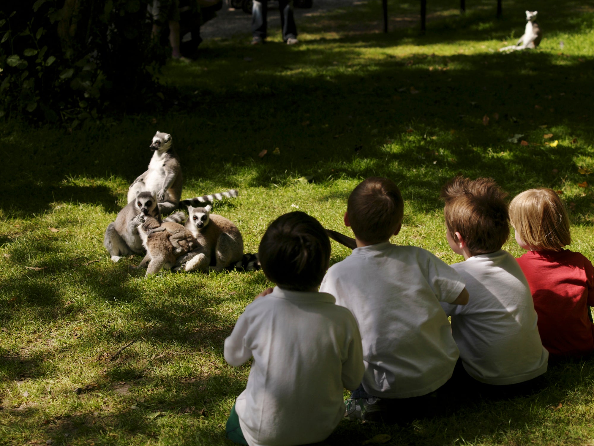 Four kids observing lemurs at Fota Wildlife Park on Fota Island in County Cork.