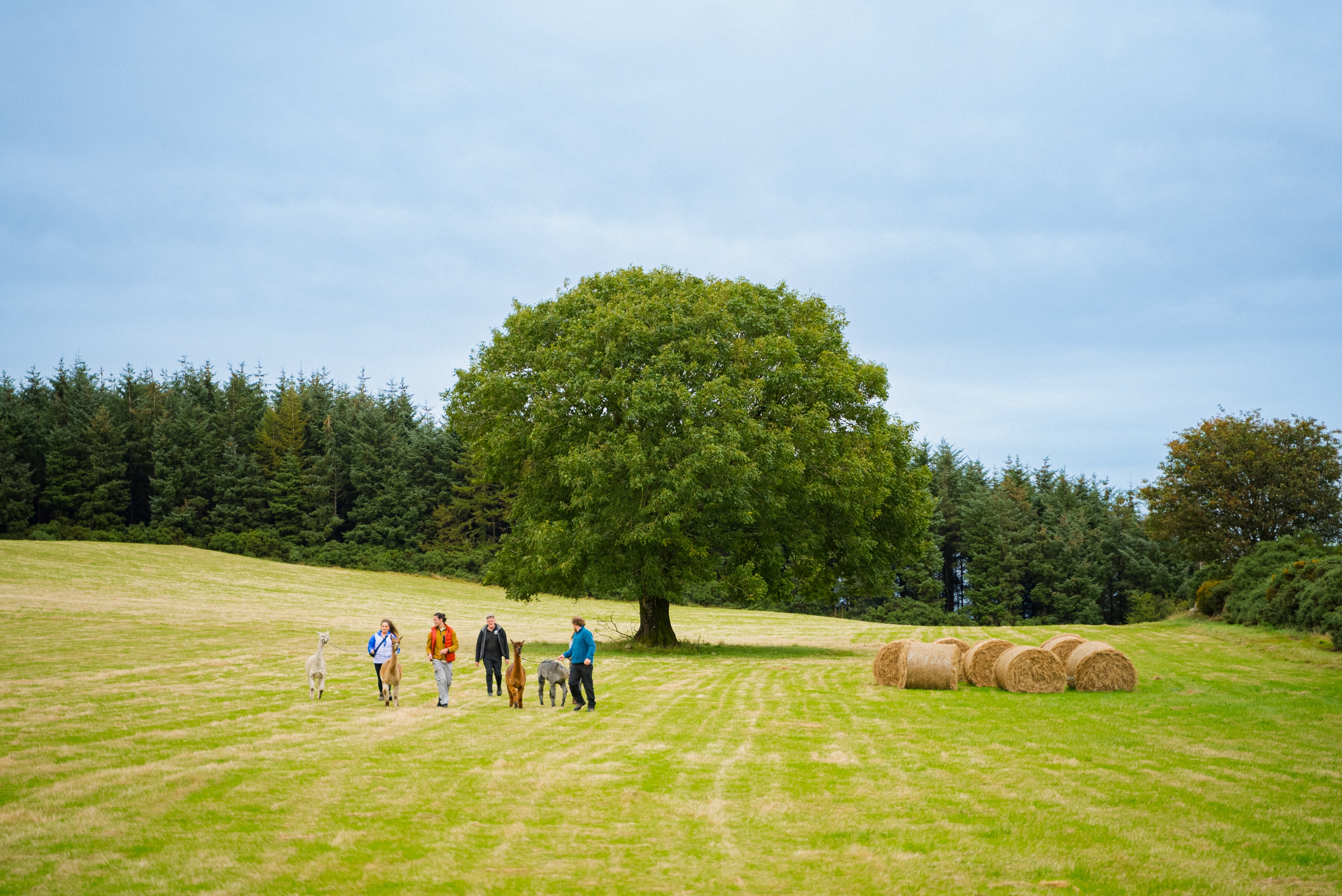 Group of friends crossing a field with alpacas.
