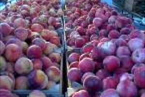 University of Limerk (UL) Farmers Market