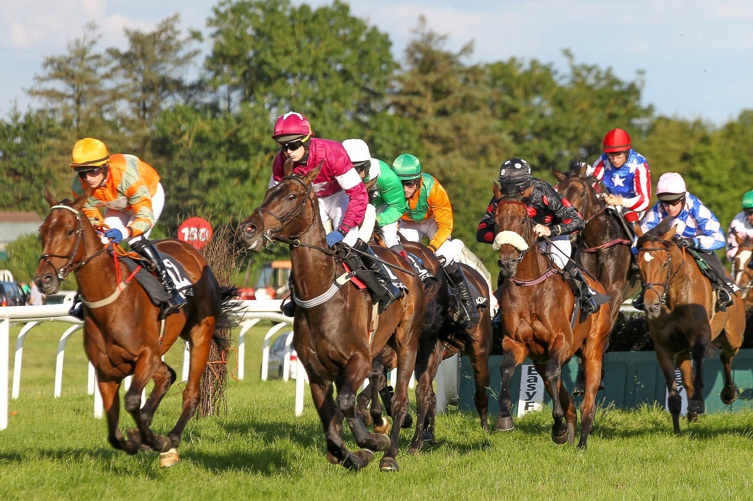 A group of brown horses with jockeys running along a race course.