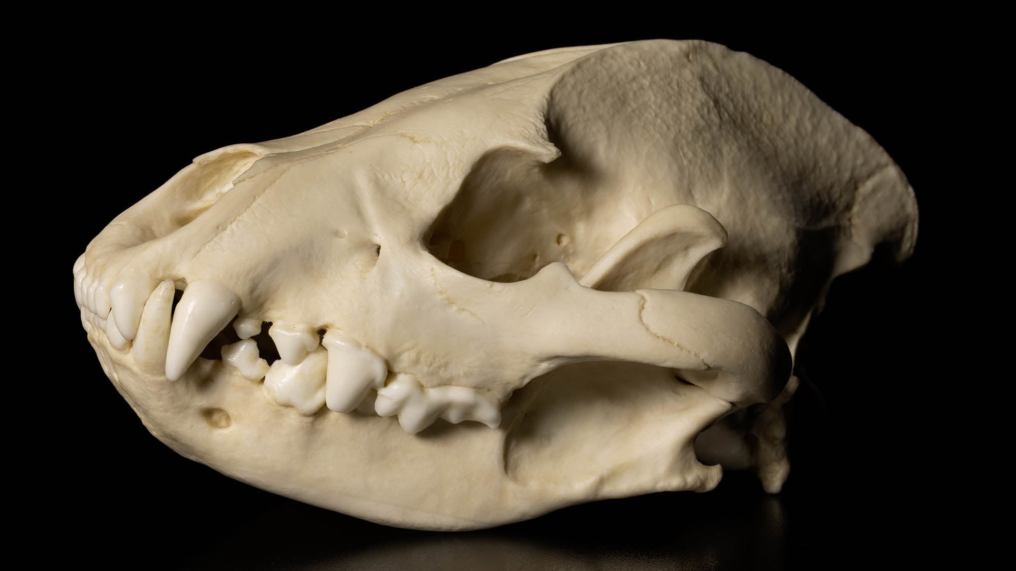 Brown Bear Skull Natural History Handling Collection