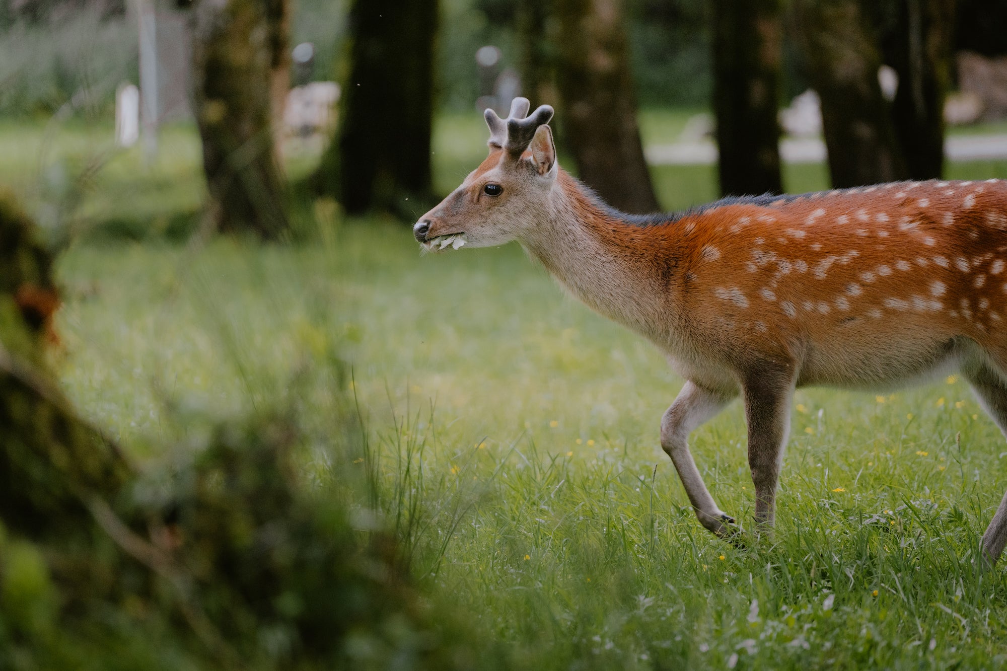 A red deer in Killarney National Park in County Kerry.