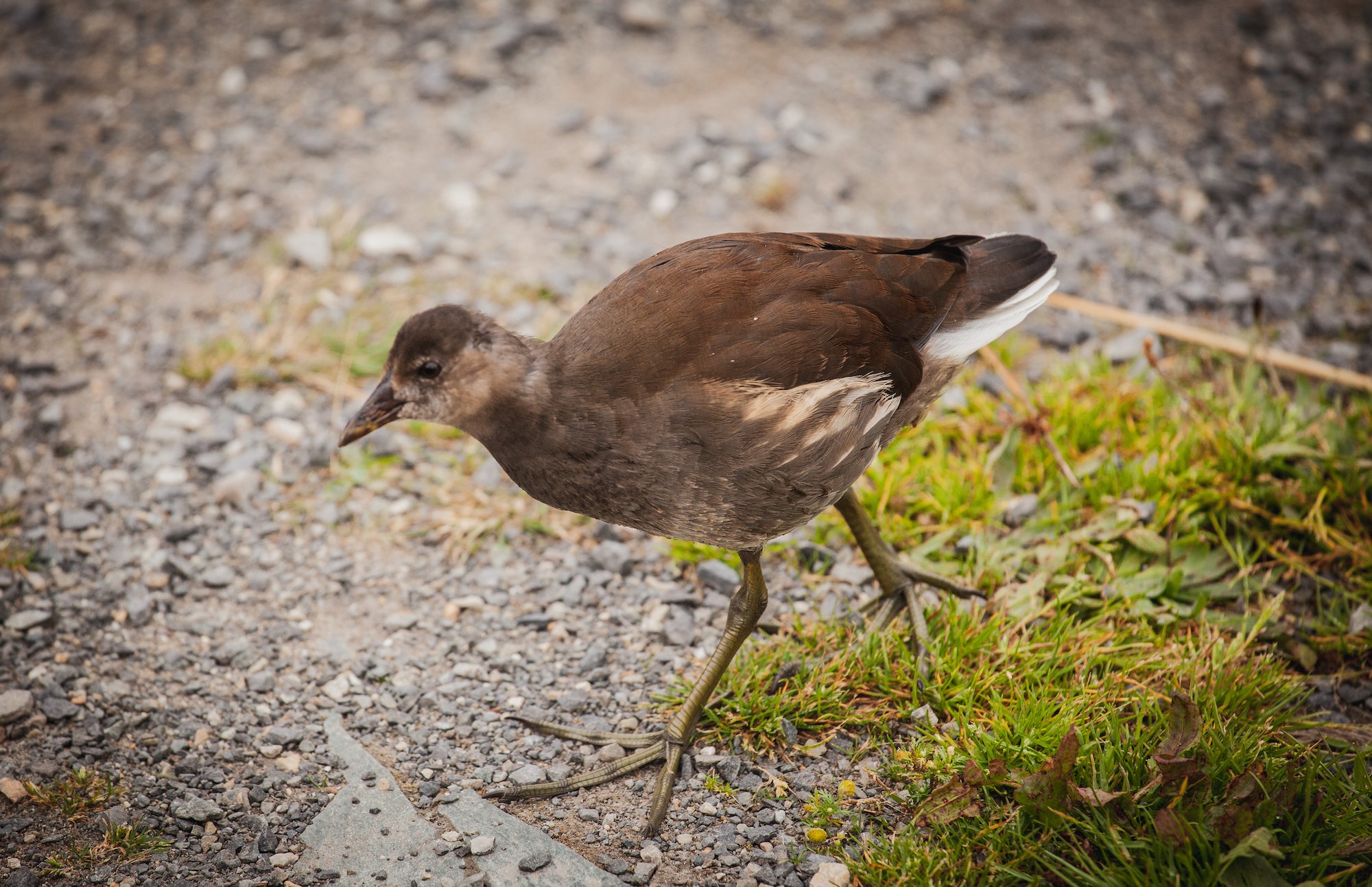 A bird in The Wexford Slobs and Wildfowl Reserve, Co Wexford 