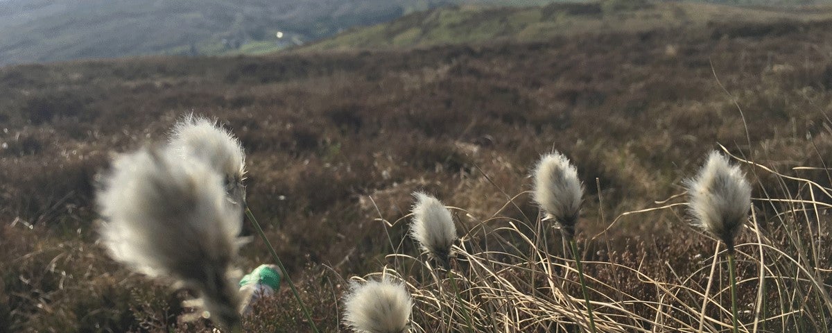 View of bog cotton plants with a bogland view in the background