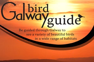 Galway Bird Watching