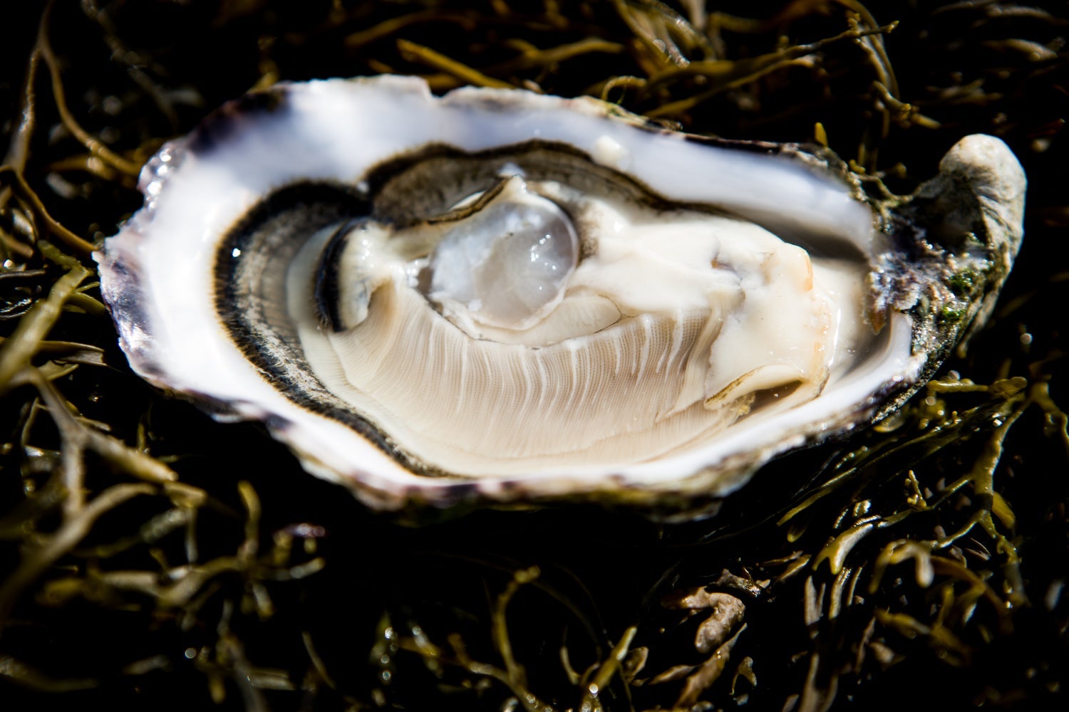 An open oyster sitting on a bed of seaweed
