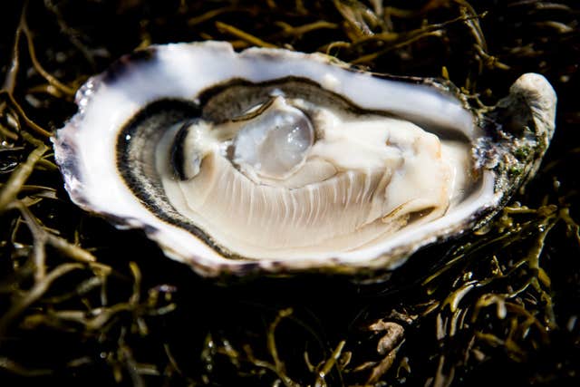 Irish Premium Oysters
