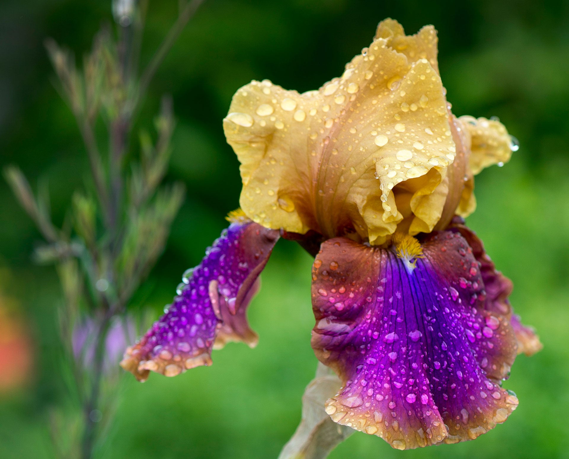 Tourin House and Gardens view of purple and yellow iris flower