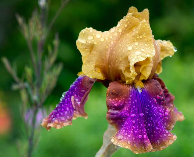 Tourin House & Gardens