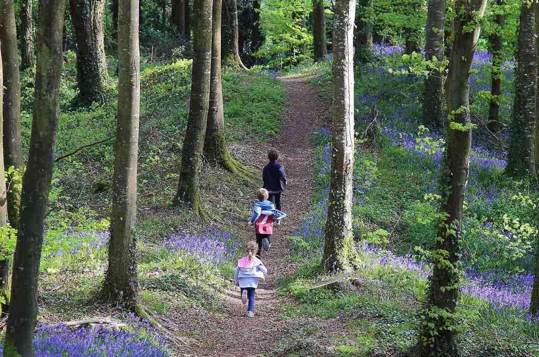 Rear view of children running away on path in woods.