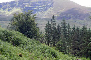 Avondale Forest Park