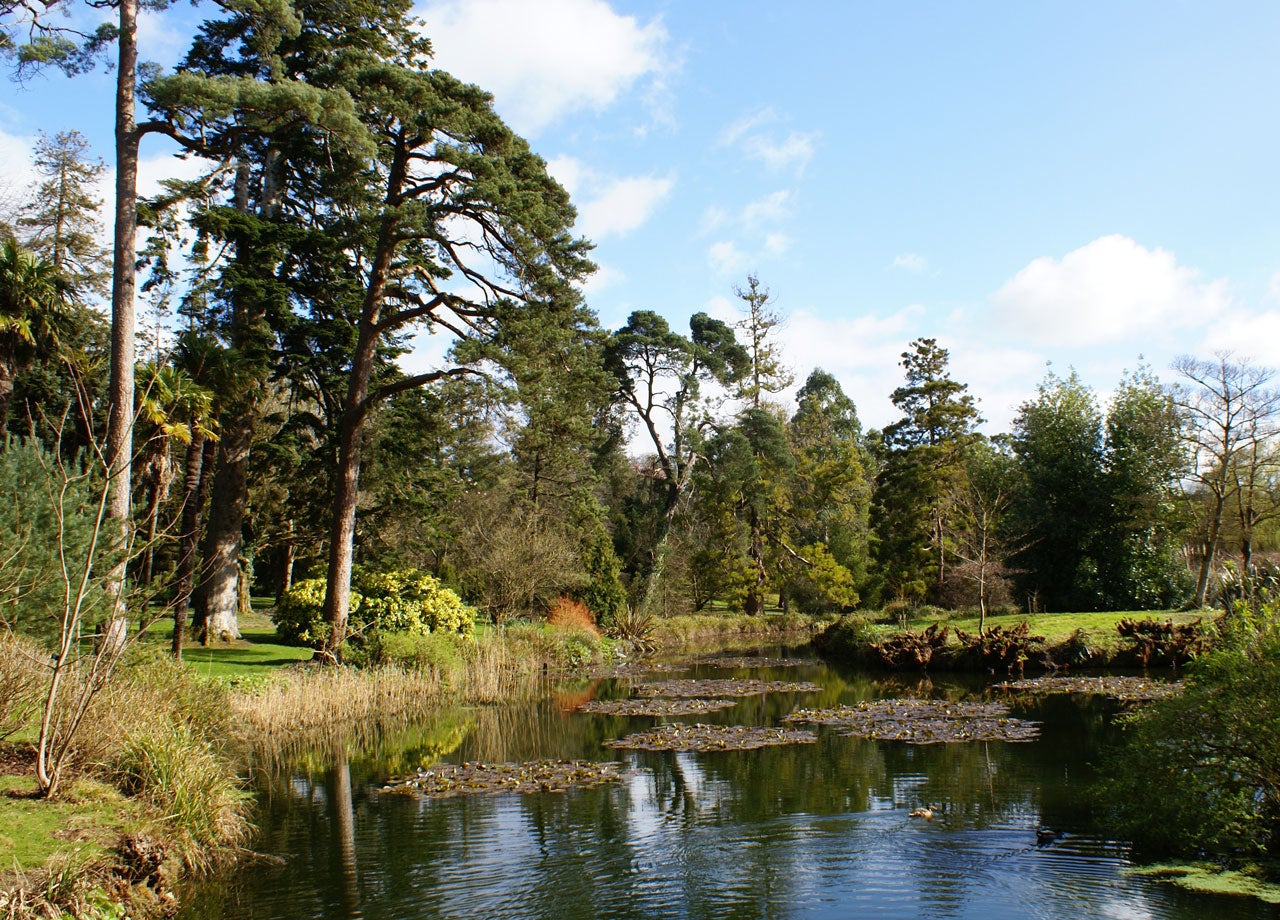 A pond with water lilies on the surface surrounded by trees