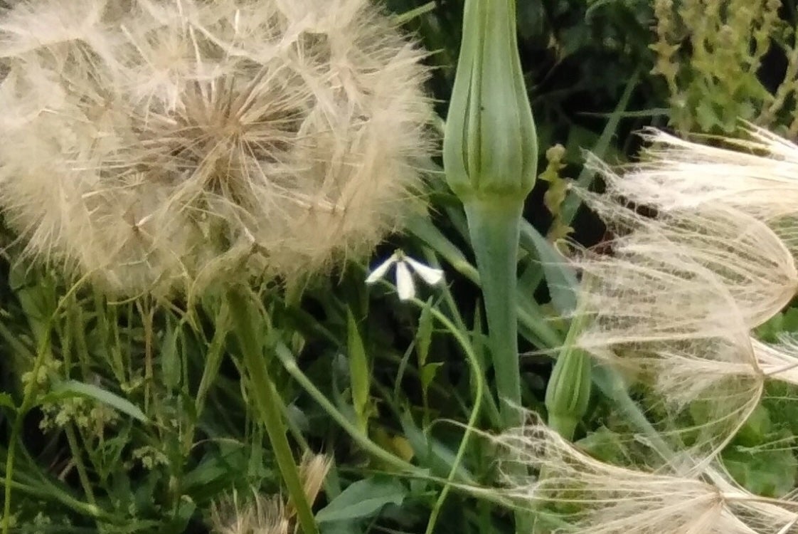 Light beige Seed heads ready to disperse