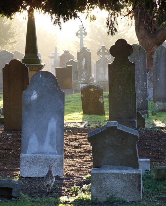 Glasnevin Cemetery in the evening, with headstones, trees and sunshine
