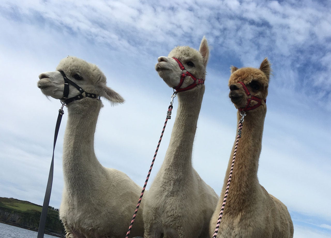 Three alpacas with sky and clouds in the back ground