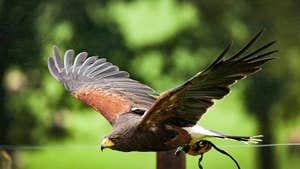 National Bird of Prey Centre - Wicklow County Tourism