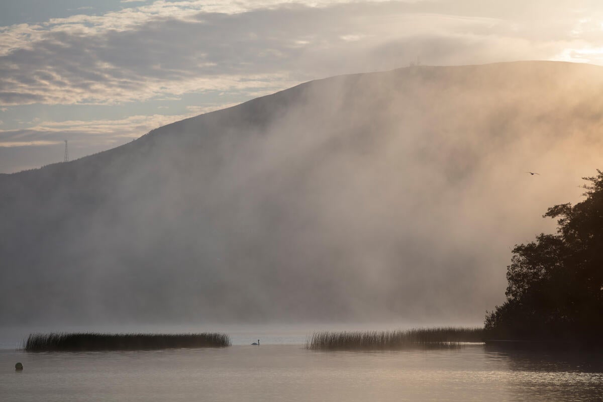 Swan on water between reeds