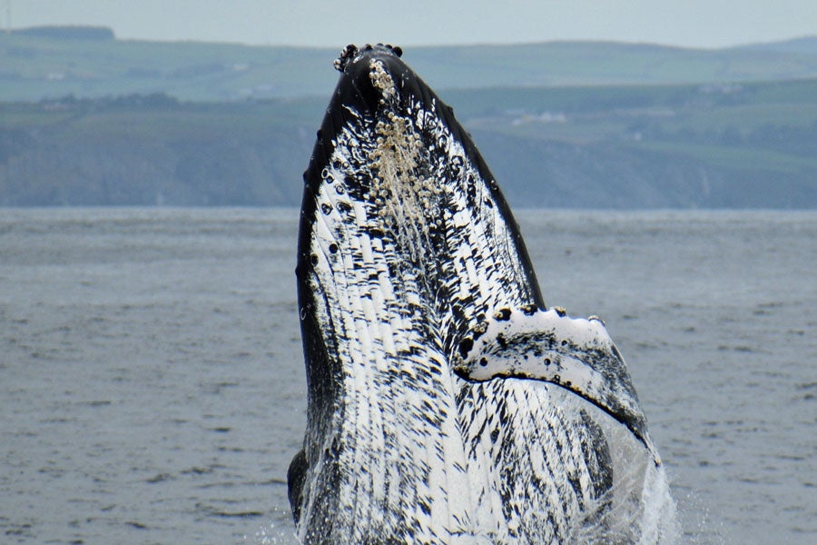 A humpback whale breaching the waters