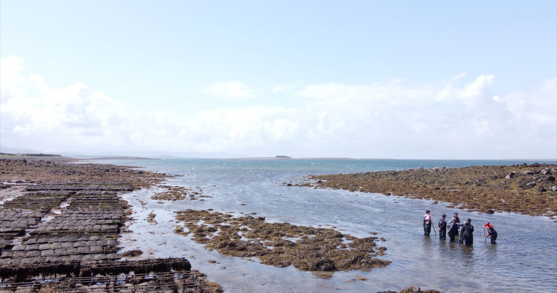 A group of people wading in the sea surrounded by oyster beds