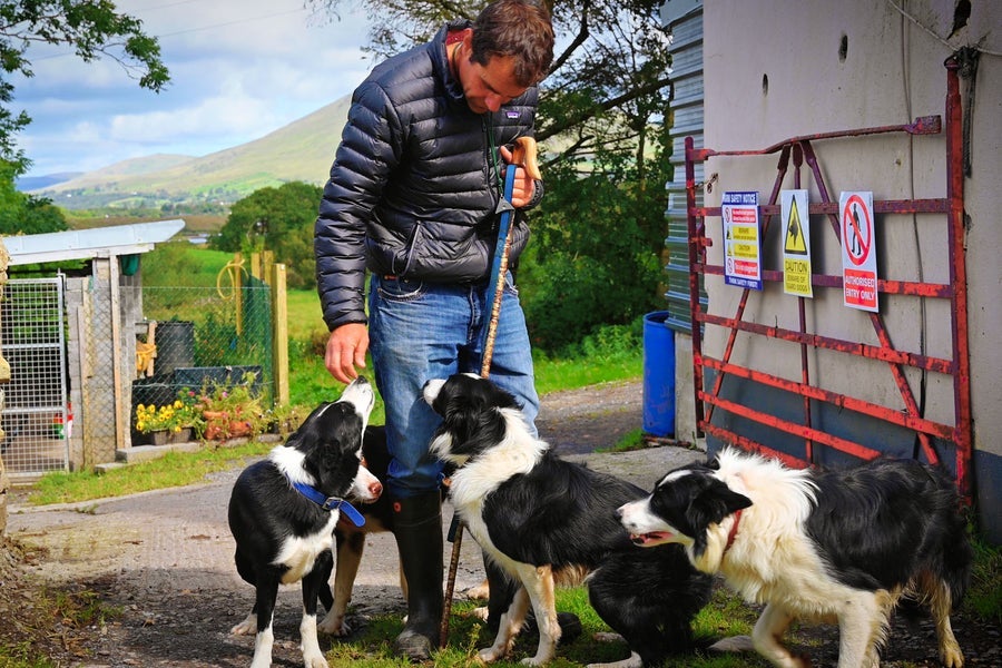 A guide on a farm bending down to pet sheepdogs at his feet