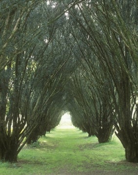 Hew Walk Trees Walk on the grounds
