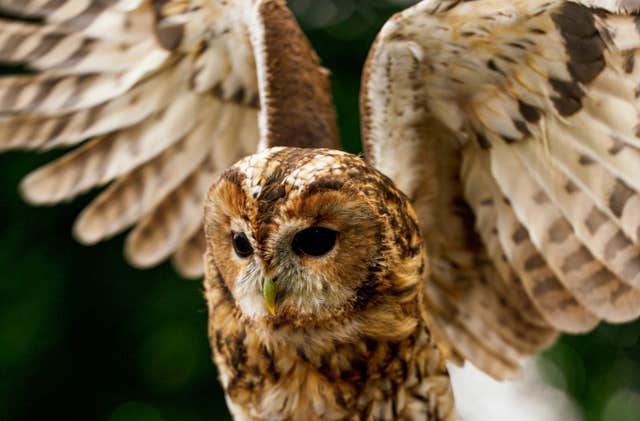 Dublin Falconry
