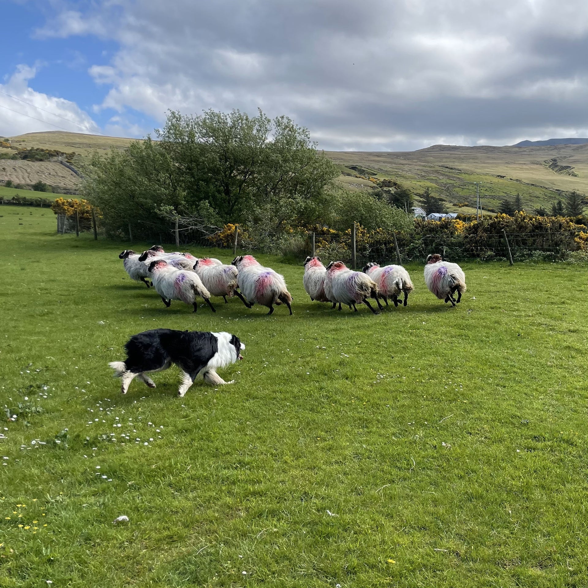 Sheepdog herding sheep in a field with mountains in the background