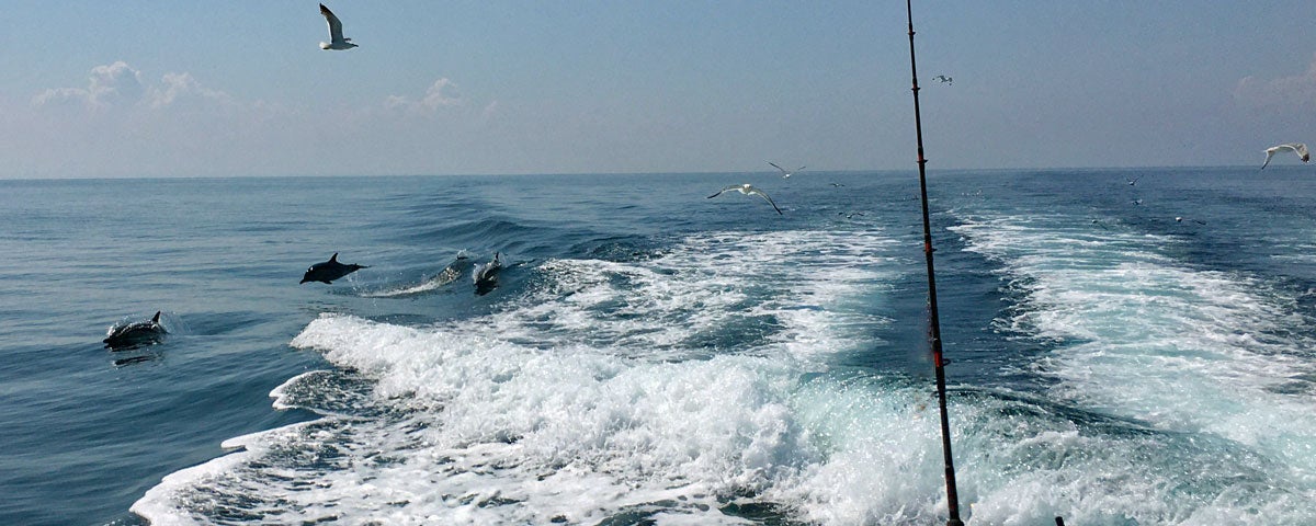 Dolphins and seagulls following the wash of the Tor Mór charter boat