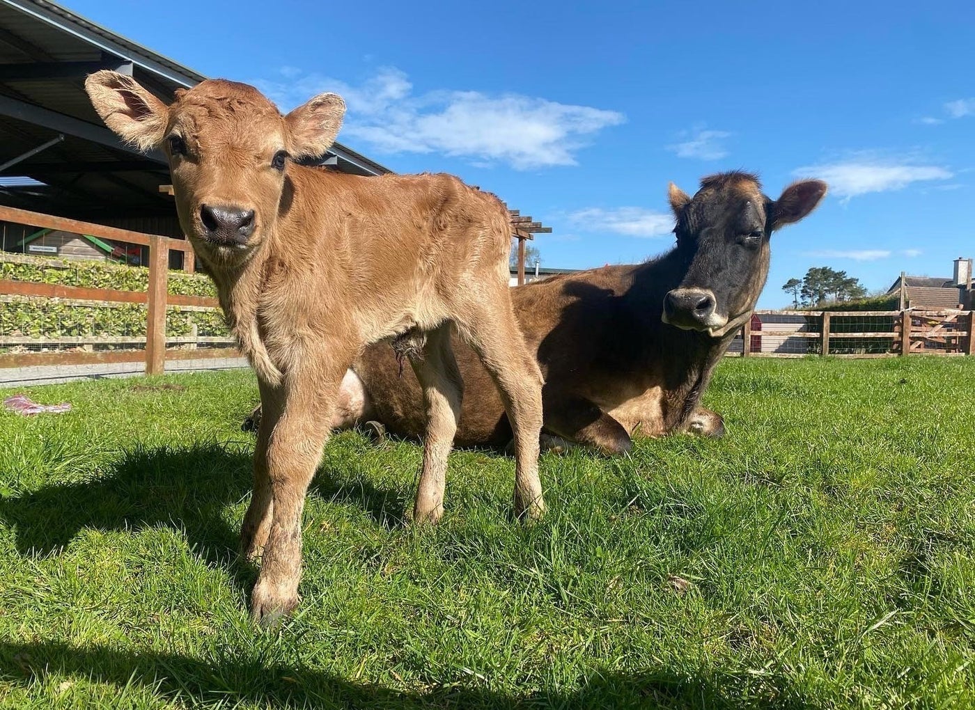 Two cows in a field with a wooden fence in the background