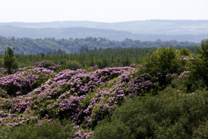 A view from Knockmealdown Mountains.