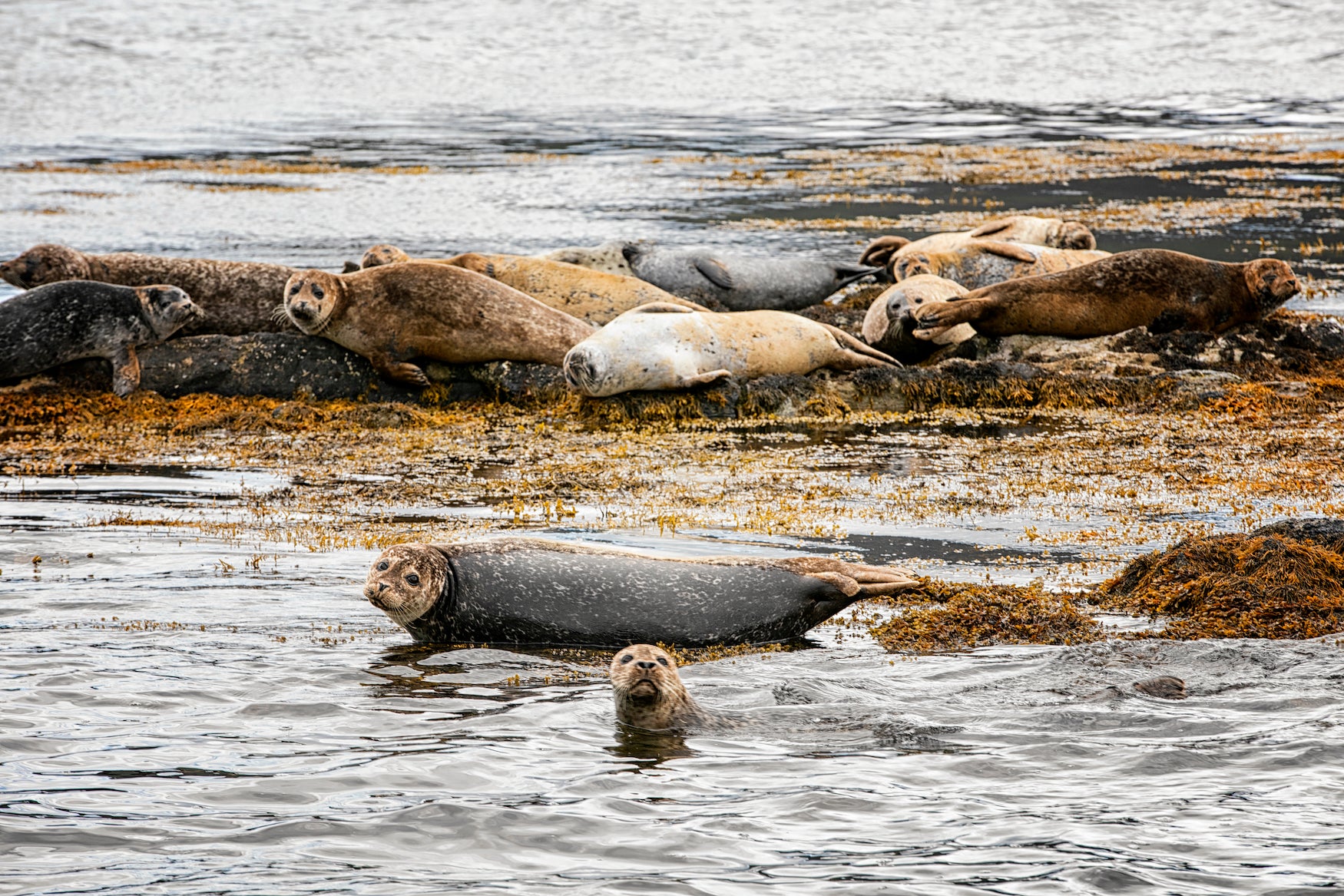 Seals in Kenmare Bay in Co Kerry