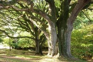 Wren’s Wood Garden