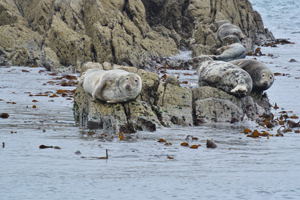 Greyseals basking in the sun in West Cork