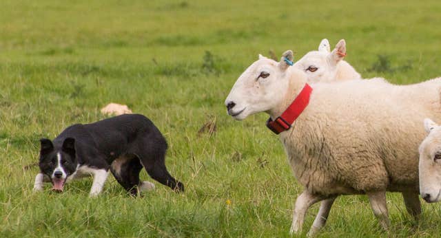 Kells Sheepdogs, Ring of Kerry