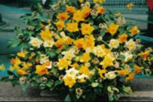 Village Garden & Gift Shop