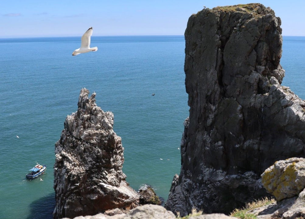 A seabird flying above dramatic rocky cliffs