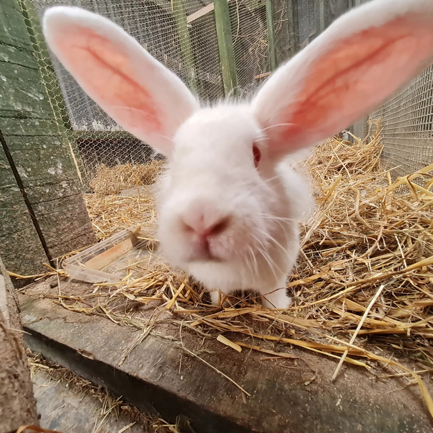 Close up view of large white rabbit on straw.