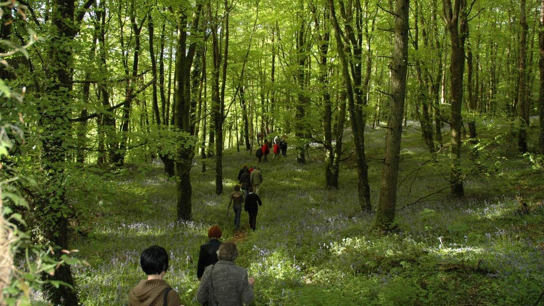 Walking through the forest in Slieve Bloom, Laois