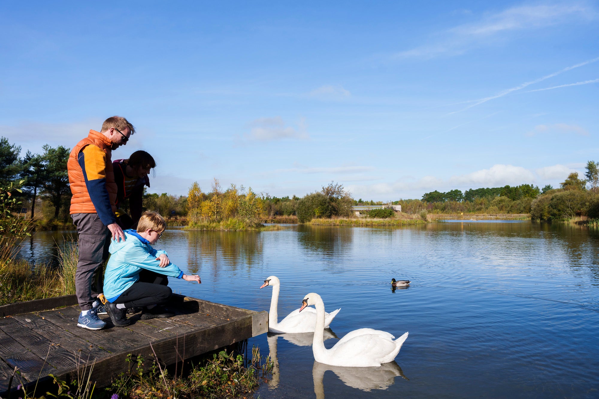 A family of three feeding swans at the Lough Boora Discovery Park in County Offaly
