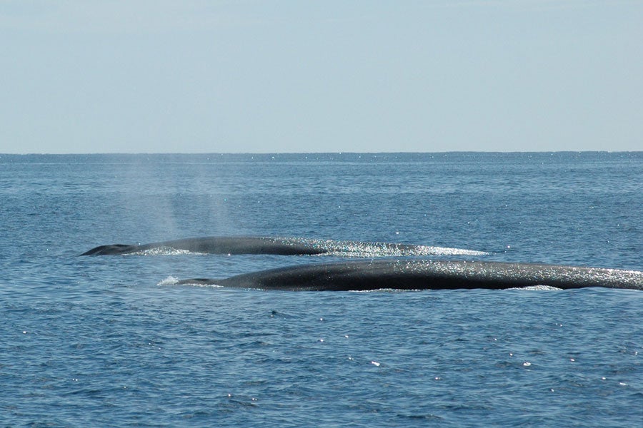 Visit Whale Watch West Cork with Discover Ireland