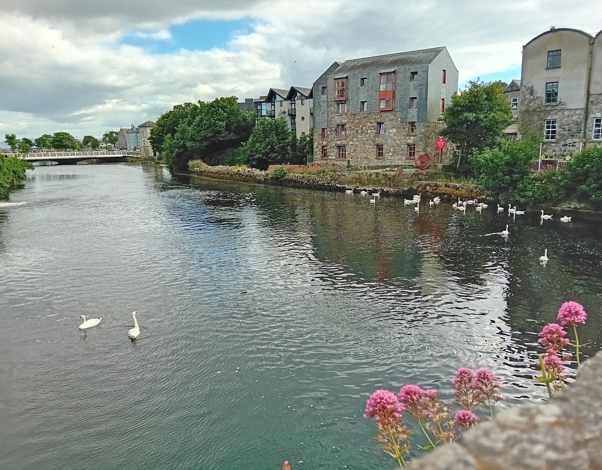 Walking Galway Tours view of old stone buildings overlooking the water with swans