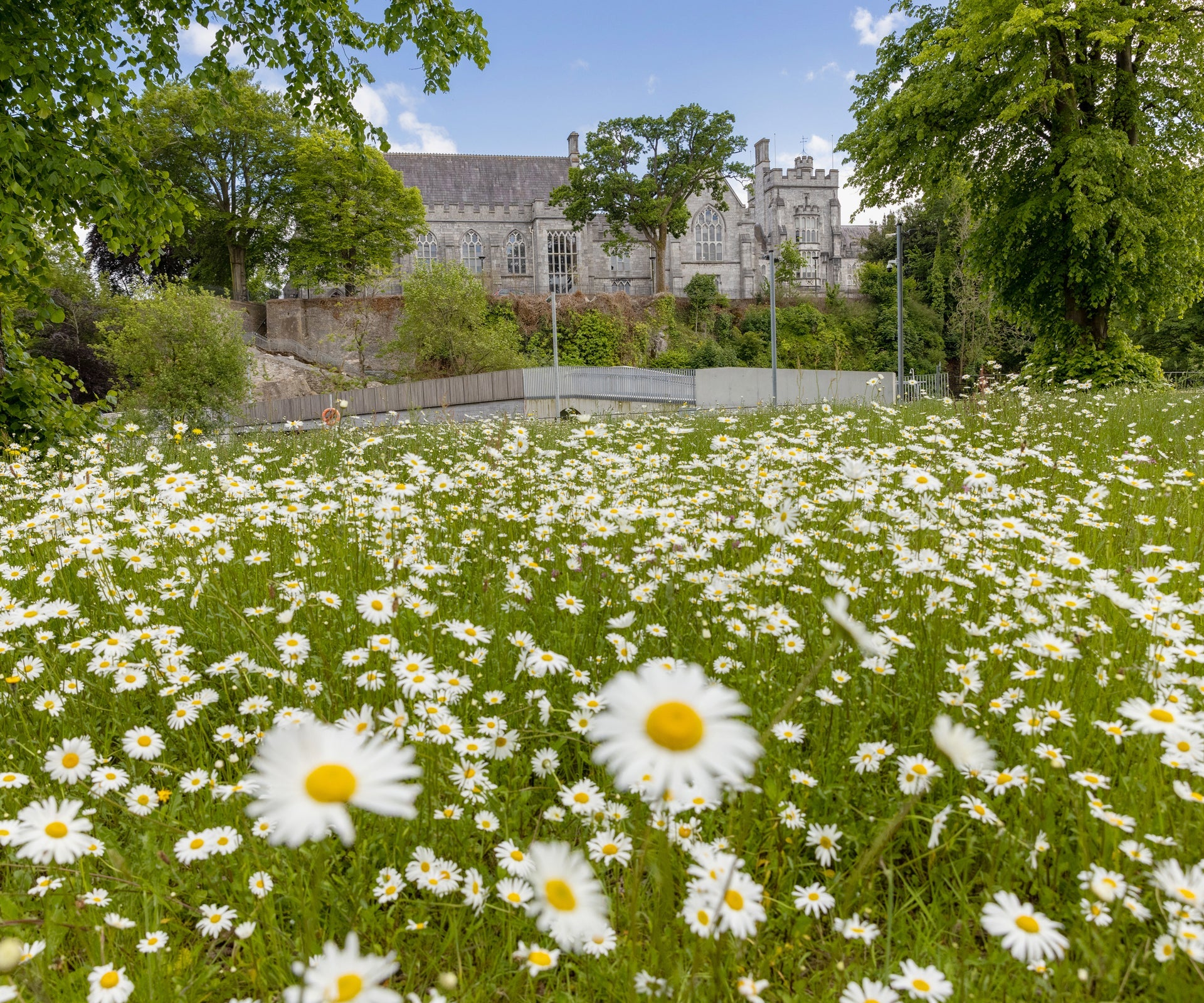 Oxeye daisies growing in the wildflower meadow at University College Cork