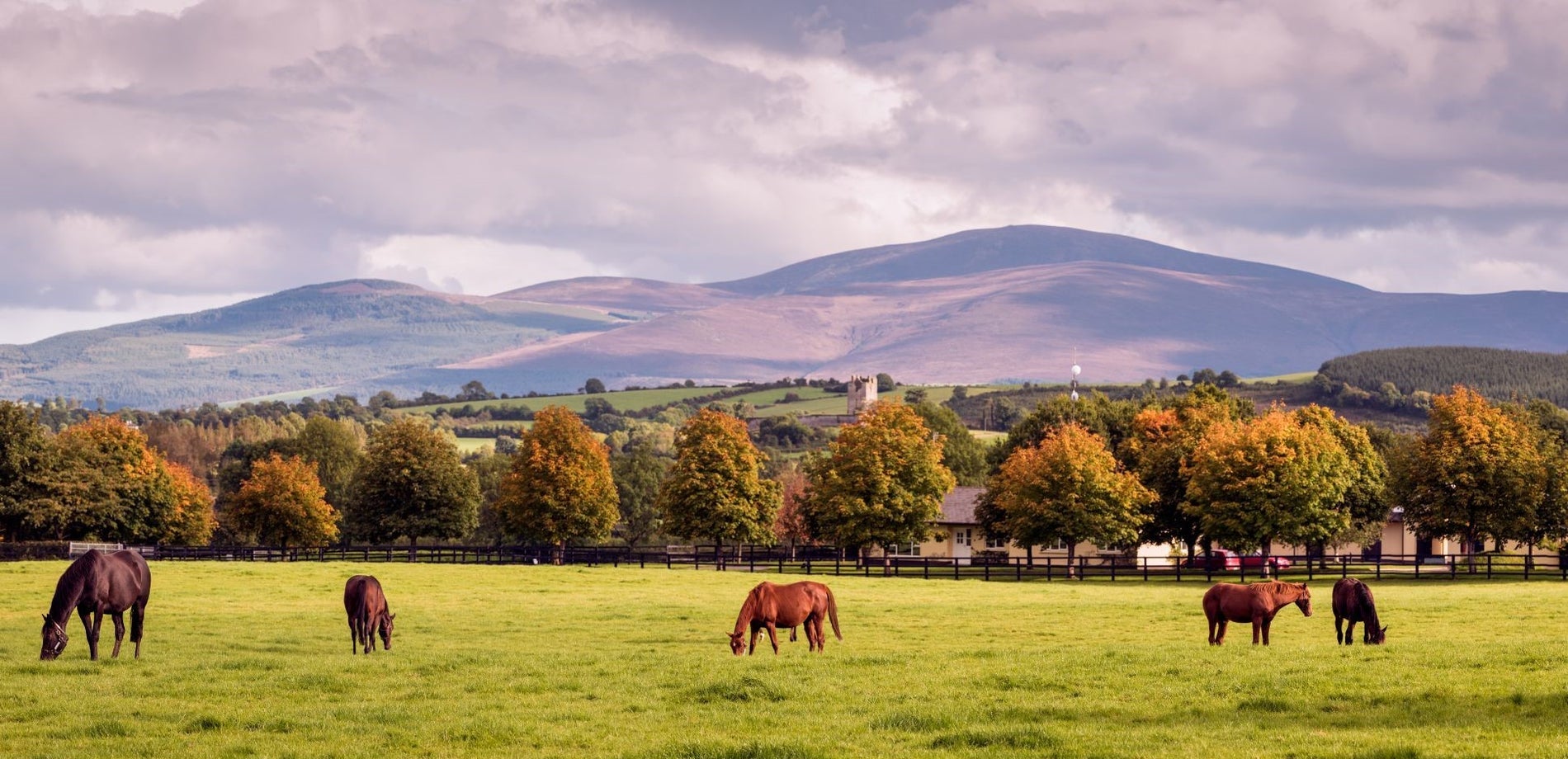 Horses grazing in a field with mountains in the background