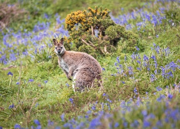 Lambay Island wallaby among the wildflowers